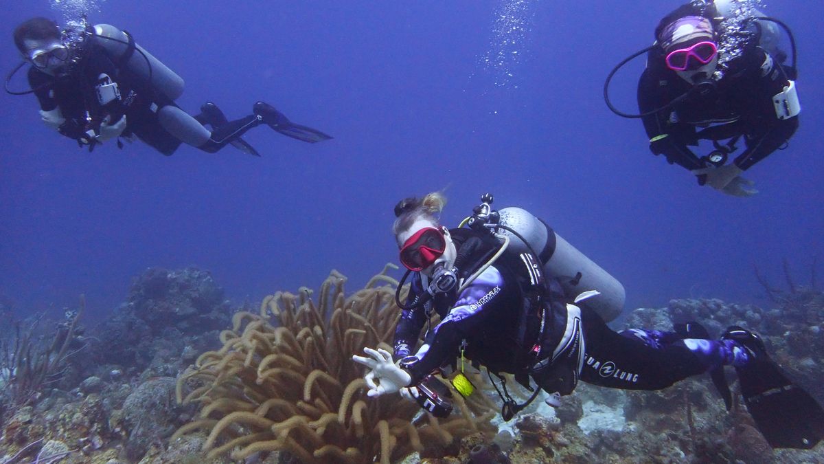 Instructeur et débutants en plongée au-dessus du corail, baptême à Curaçao.