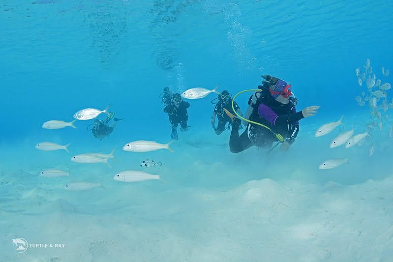 Plongeurs évoluant au-dessus du sable au milieu d'un banc de poissons, Curaçao.