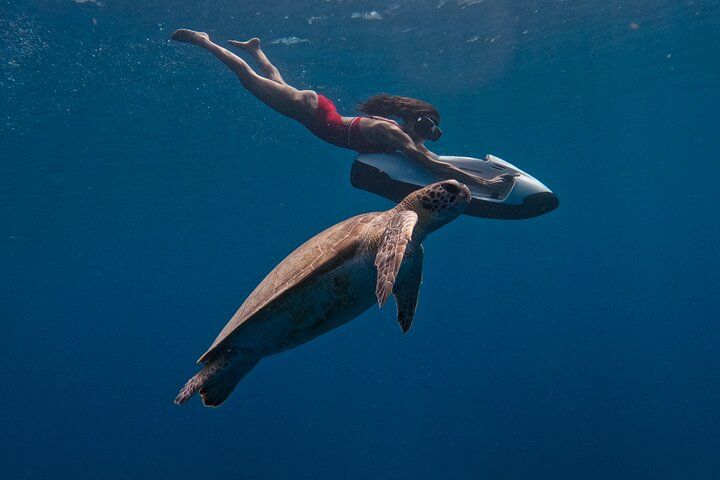 SeaBob et tortue verte nageant côte à côte en pleine eau, à Curaçao.