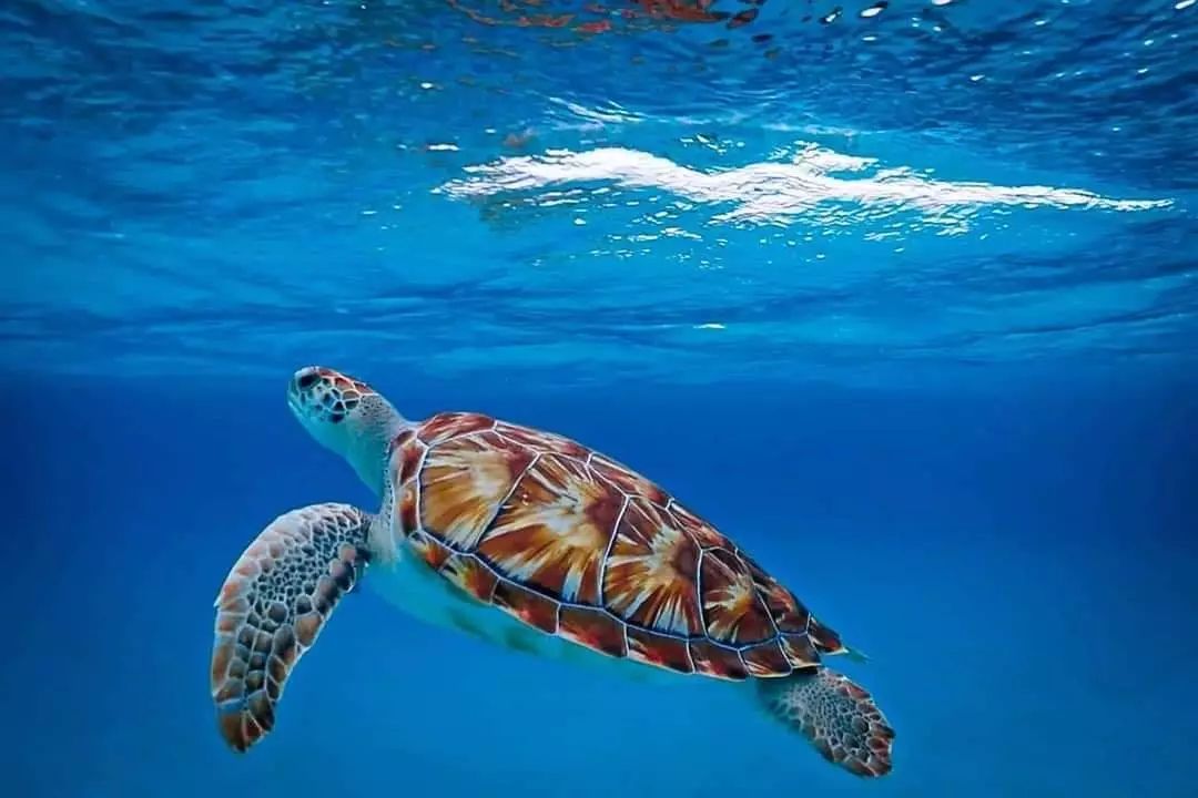 Tortue verte nageant près de la surface dans l'eau bleue de Curaçao.