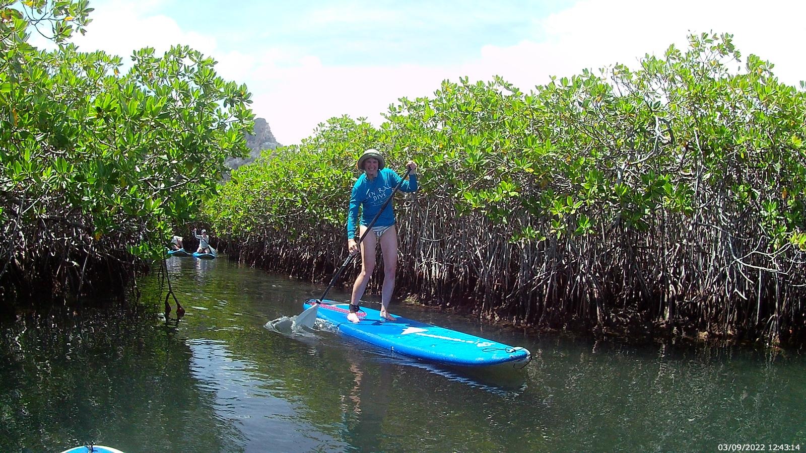 Paddleuse pagayant entre les racines de la mangrove, à Curaçao.