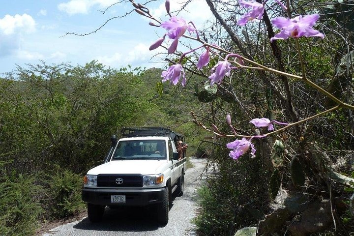 4x4 sur une piste bordée d'orchidées sauvages, safari au parc Christoffel, Curaçao.