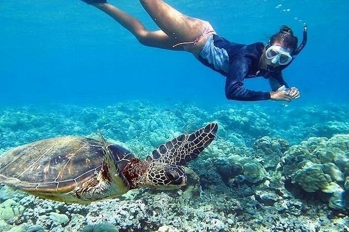 Nageur en tuba observant une tortue verte au-dessus du récif, à Curaçao.