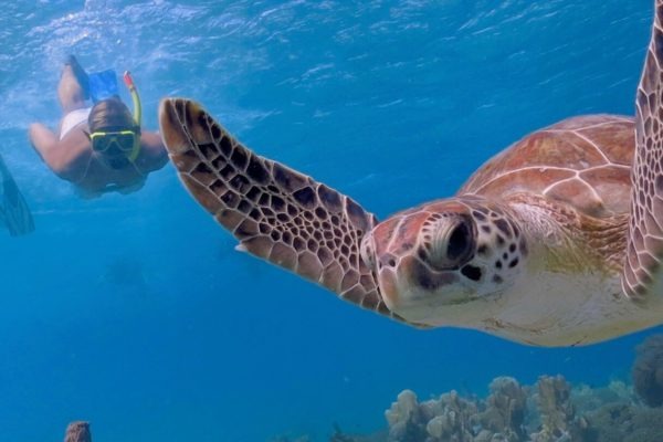 Tortue verte nageant face à une plongeuse en tuba, à Curaçao.