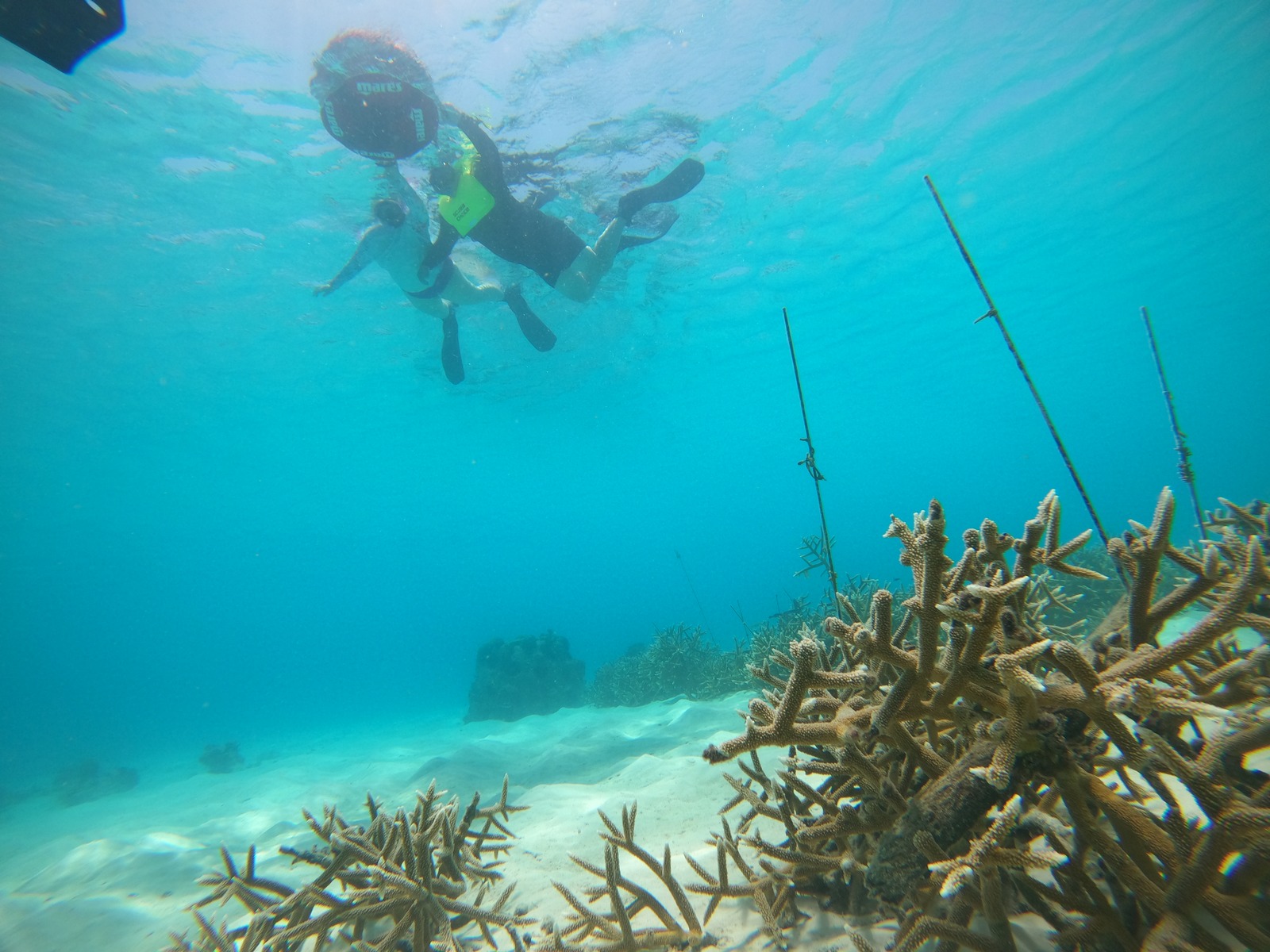 Nageur en tuba au-dessus d'un corail corne d'élan dans l'eau claire de Curaçao.